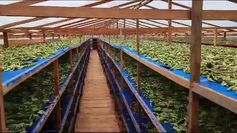 Leaf drying on raised racks